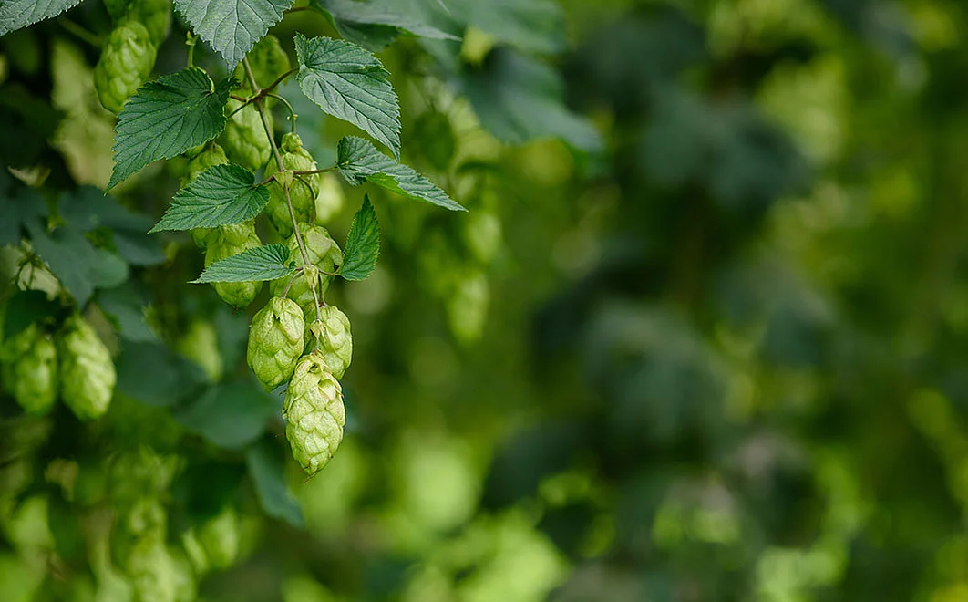 Hopfenknospe an Zweig