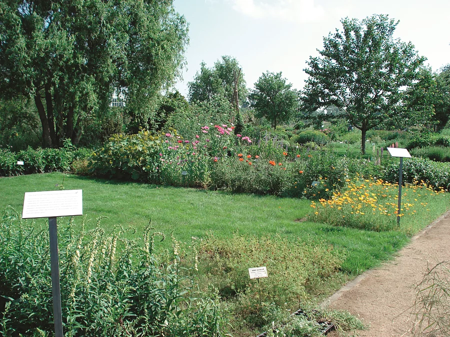 Blick auf ein Beet im Arzneipflanzengarten am Institut für Pharmazeutische Biologie der TU Braunschweig.