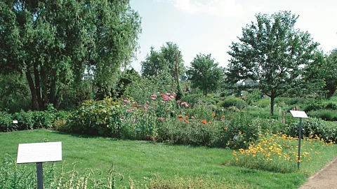 Blick auf ein Beet im Arzneipflanzengarten am Institut für Pharmazeutische Biologie der TU Braunschweig.
