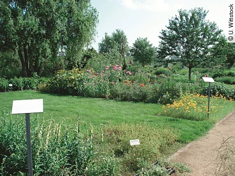 Blick auf ein Beet im Arzneipflanzengarten am Institut für Pharmazeutische Biologie der TU Braunschweig.
