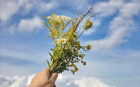 Eine Hand hält einen Kräuterstrauß vor einem blauen Himmel mit Wolken. 