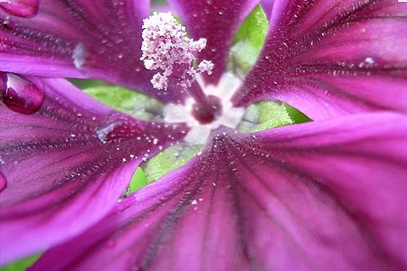 Mauretanischen Malve (Malva silvestris subspecies mauritania)