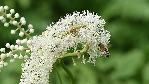 Nahaufnahme: Blüte einer Traubensilberkerze