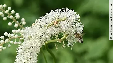 Nahaufnahme: Blüte einer Traubensilberkerze