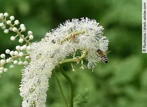 Bild einer Traubensilberkerze.