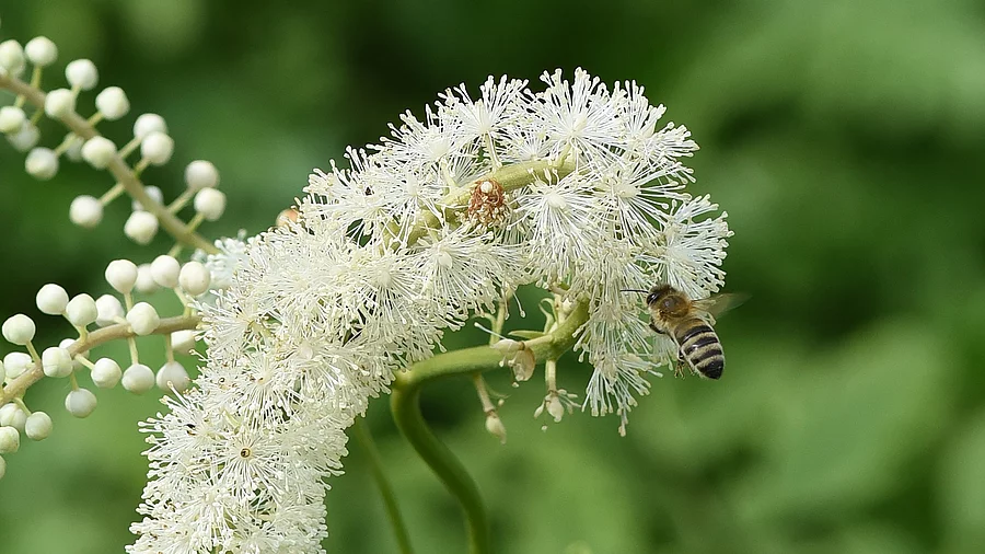 Nahaufnahme: Blüte einer Traubensilberkerze