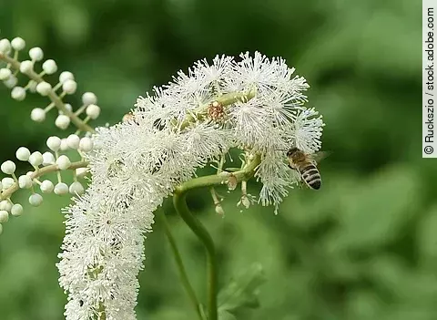 Nahaufnahme: Blüte einer Traubensilberkerze