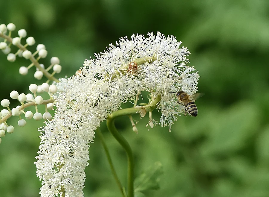 Nahaufnahme: Blüte einer Traubensilberkerze