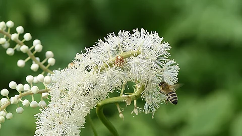 Nahaufnahme: Blüte einer Traubensilberkerze