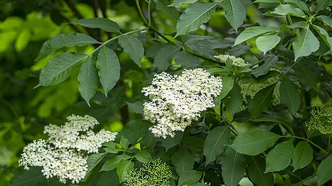 Holunderblüten an einem Holunderstrauch