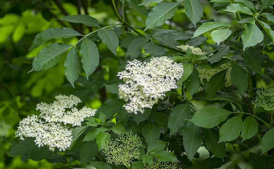 Holunderblüten an einem Holunderstrauch