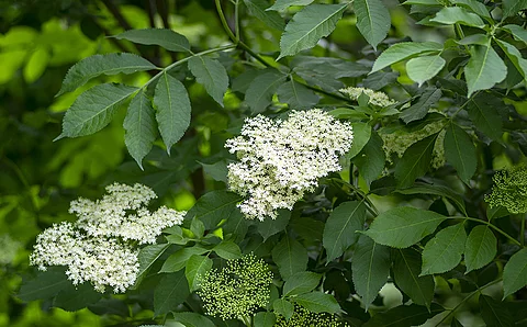 Holunderblüten an einem Holunderstrauch