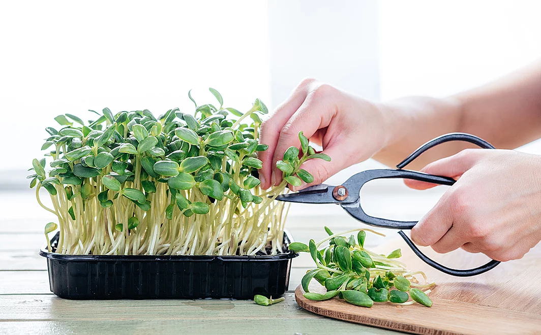 Microgreens von Sonnenblumen in einer schwarzen Plastikschalte. Eine Hand mit einer schwarzen Schere schneidet ein paar Microgreens ab. Daneben liegen auf einem Holzbrett bereits geerntete und abgeschnittene Microgreens.