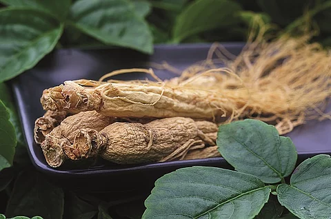 Ginseng Wurzel vor grünem Hintergrund.
