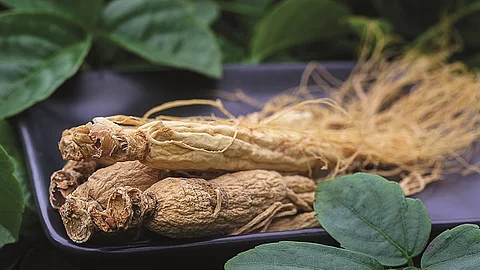 Ginseng Wurzel vor grünem Hintergrund.