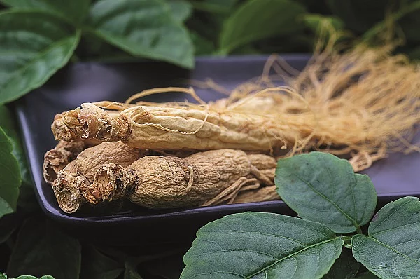 Ginseng Wurzel vor grünem Hintergrund.