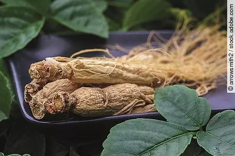 Ginseng Wurzel vor grünem Hintergrund.