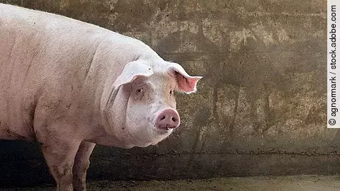 Süßes Schwein im Stall