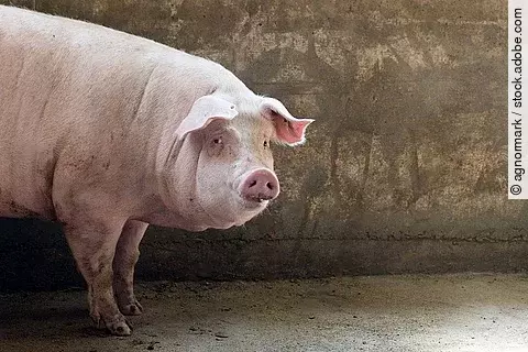 Süßes Schwein im Stall