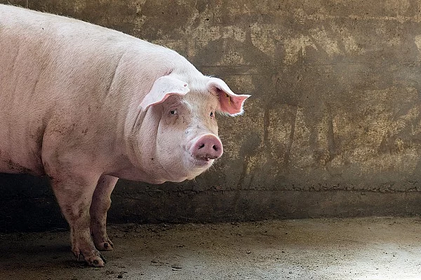 Süßes Schwein im Stall