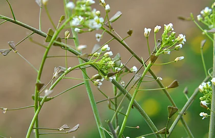 blühendes Hirtentäschel in der Natur