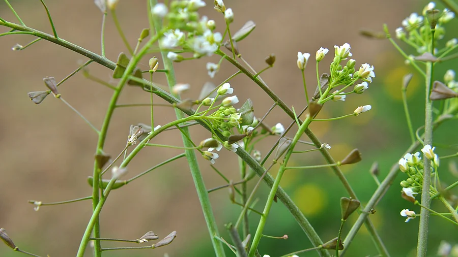 blühendes Hirtentäschel in der Natur