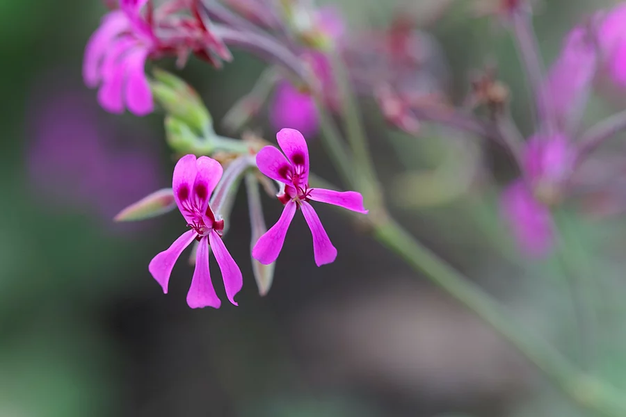 Flower of an African Geranium ,Pelargonium sidoides Blüte der Kapland-Pelargonie