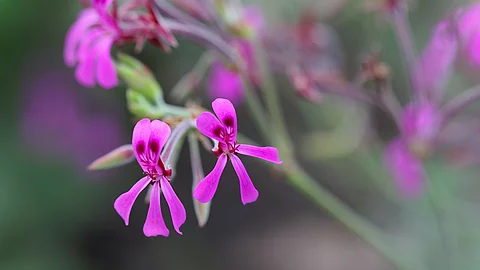 Blüte der Kapland-Pelargonie