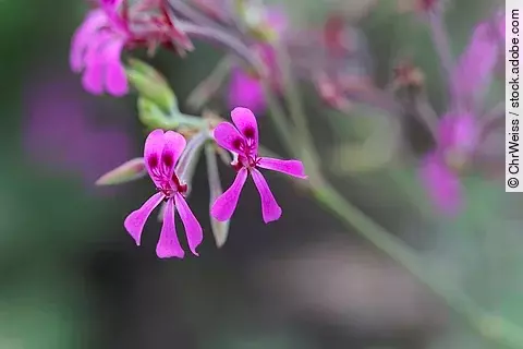 Blüte der Kapland-Pelargonie