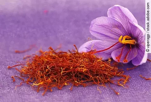 Violette Krokosblütte und Safranpulver arrangiert auf violettem Hintergrun