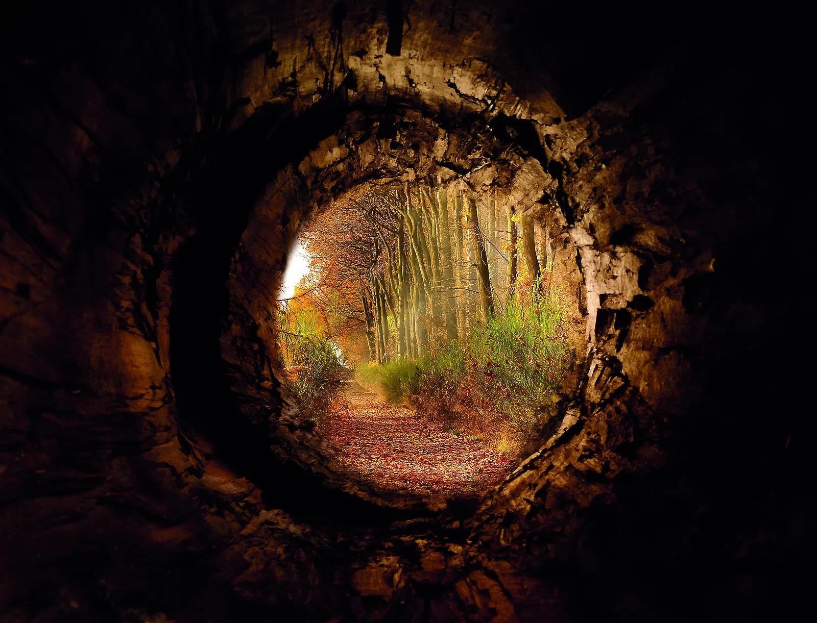 Tunnel im Wald mit Blick auf die Bäume.
