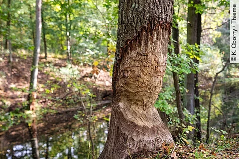 Baum mit Biberfraß im Wald