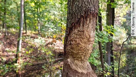 Baum mit Biberfraß im Wald