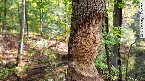 Baum mit Biberfraß im Wald