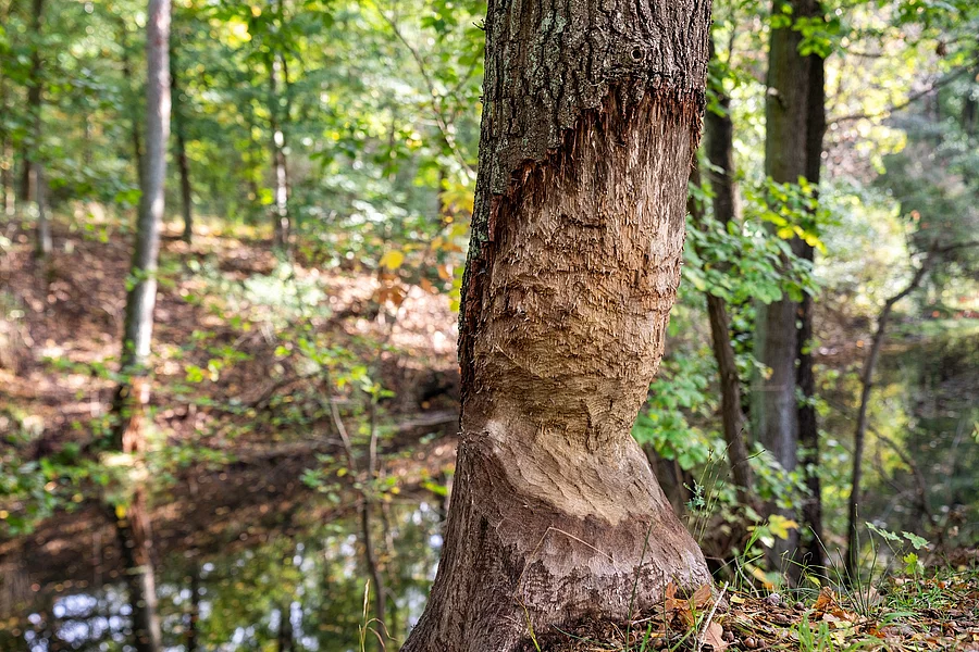 Baum mit Biberfraß im Wald