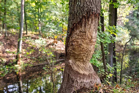 Baum mit Biberfraß im Wald