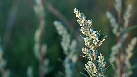 Beifuß-Pflanze, im Hintergrund sind weitere verschwommen zu erkennen.