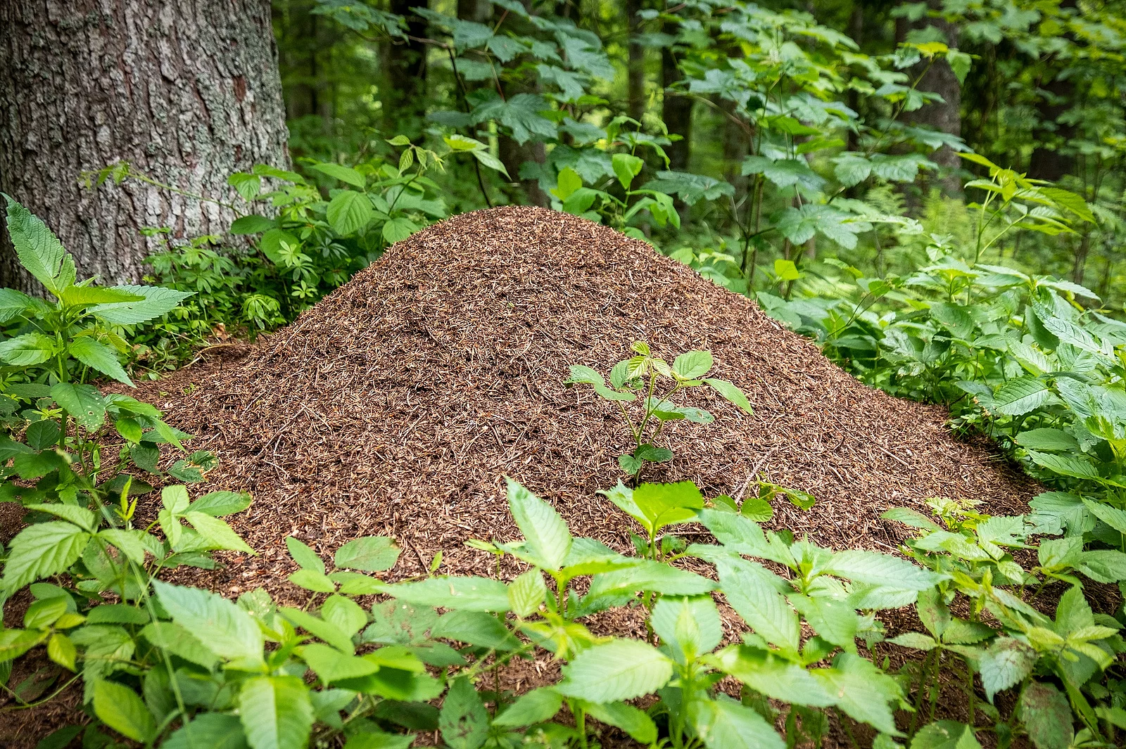 Ameisenhaufen im Wald