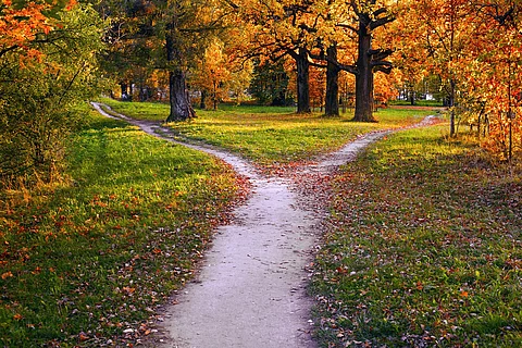 Weg durch einen Park mit hohen Bäumen mit herbstlich gefärbtem Laub