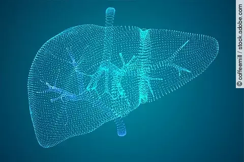 Leber, Vektorgrafik auf blauem Hintergrund