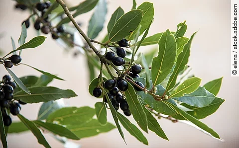 Lorbeer mit Früchten
