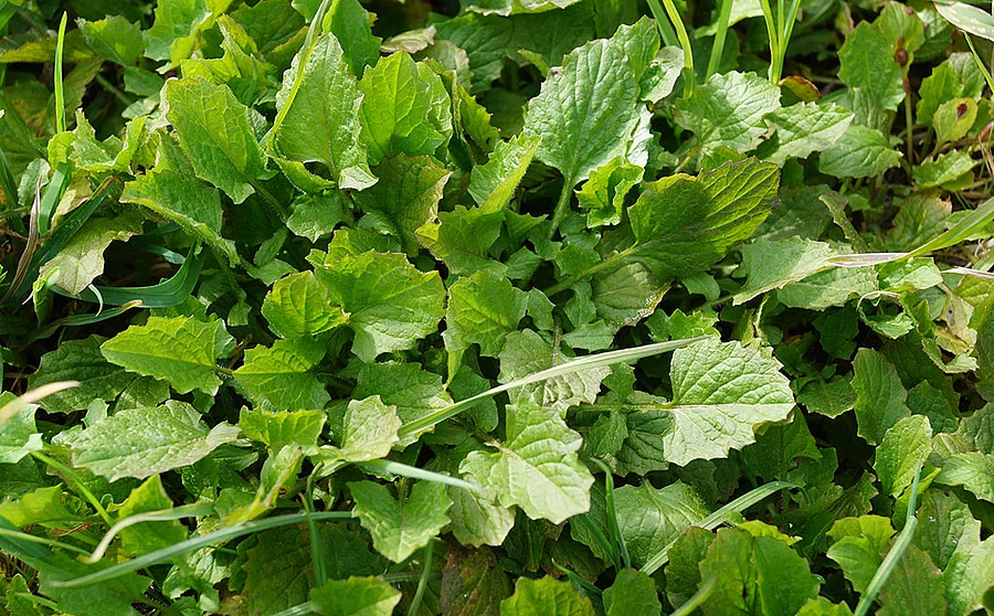 Rainkohl Blätter