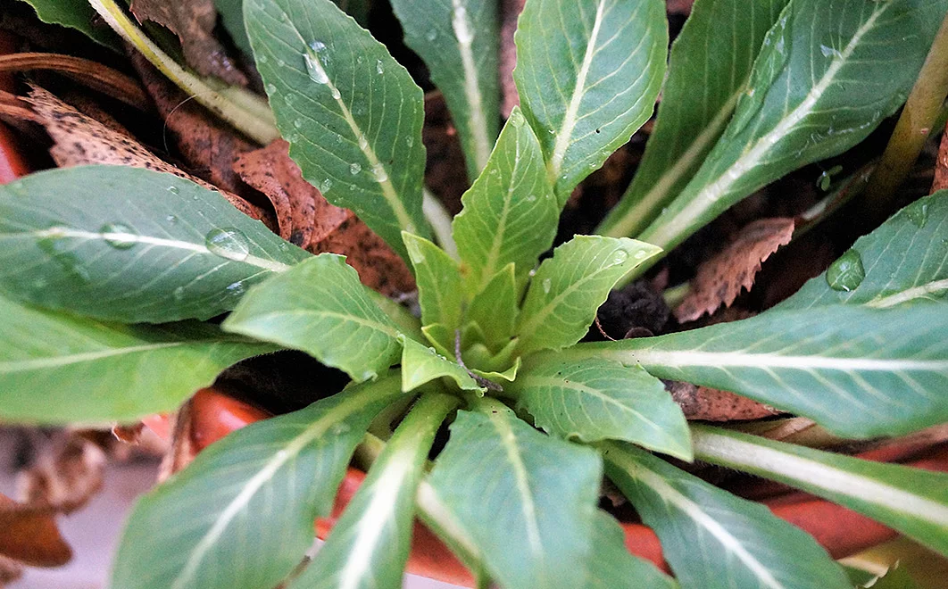 Rosette der Nachtkerze im Winter