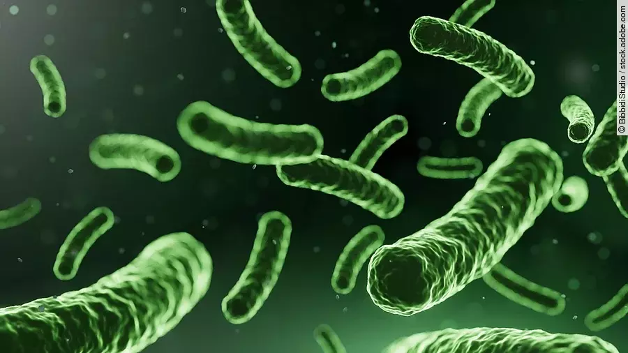 Illustration: Milchsäurebakterien grün eingefärbt auf dunklem Hintergrund