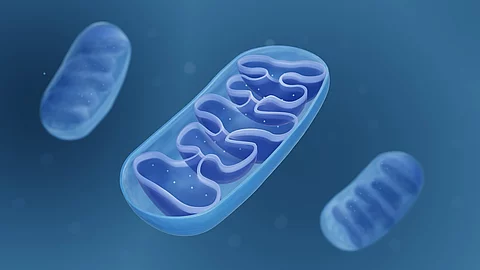 Mitochondrien vor blauem Hintergrund