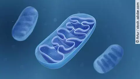 Mitochondrien vor blauem Hintergrund