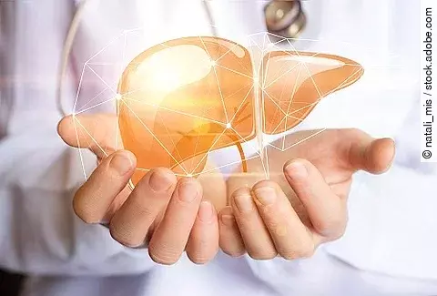 Lebermodell in Arzthänden