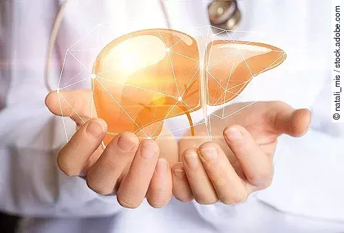 Lebermodell in Arzthänden