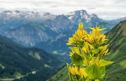 Blühender Gelber Enzian vor Berglandschaft 