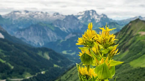Blühender Gelber Enzian vor Berglandschaft 
